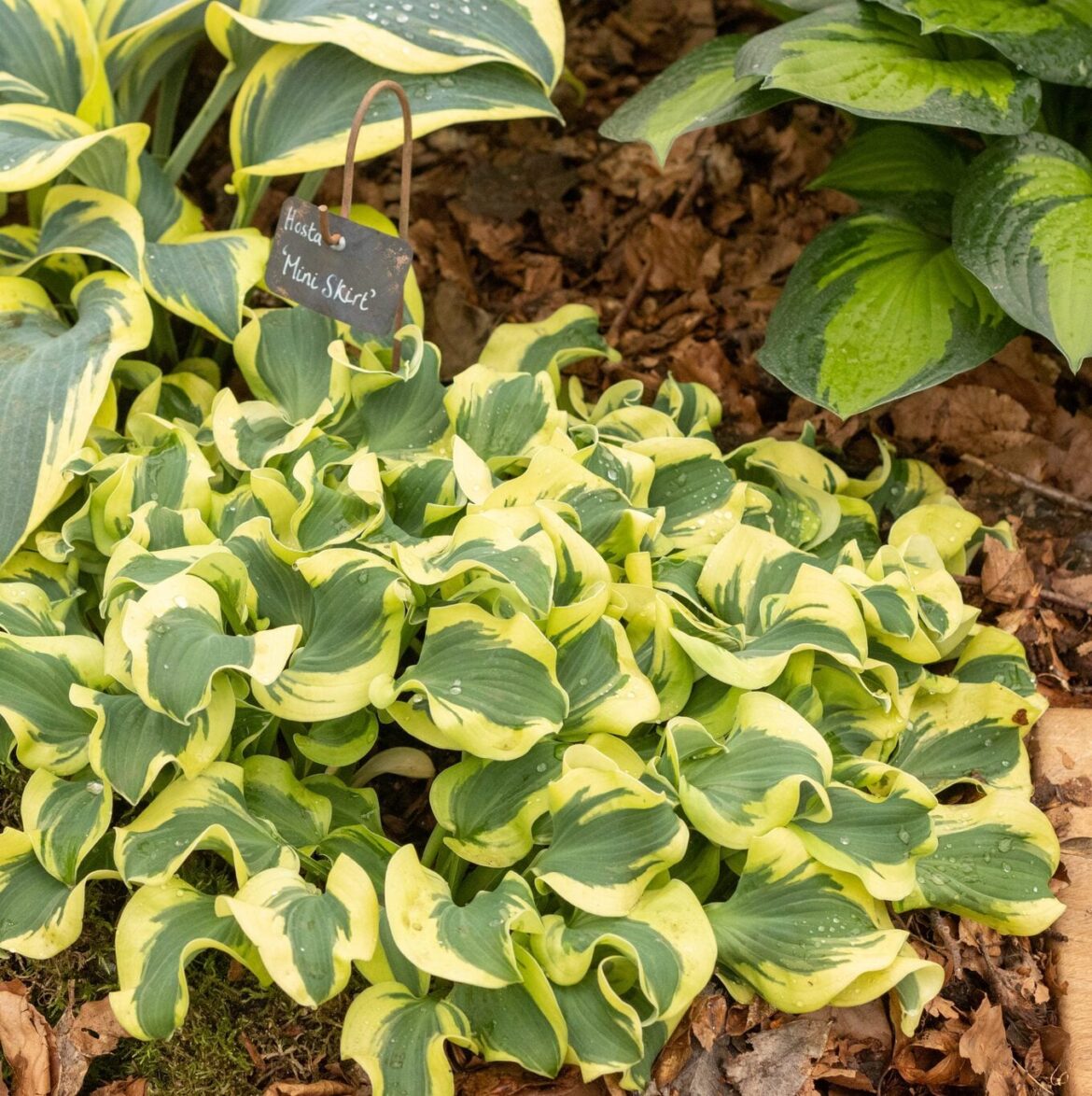 Top 10 Hosta Varieties to Grow in Your Shade Garden