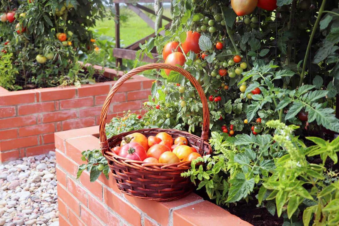 9 Plants That Thrive in Raised Beds, According to Experts
