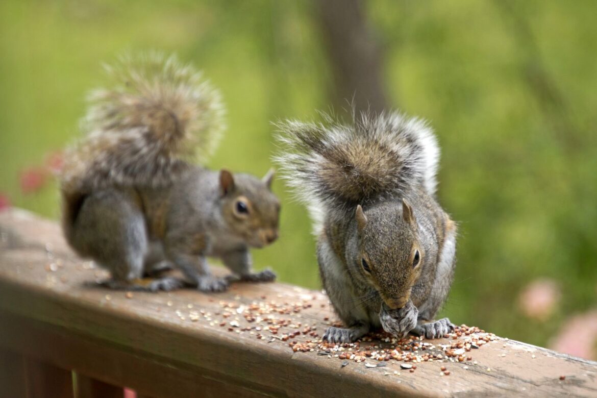 How To Keep Squirrels Away From Your Home And Garden For Good