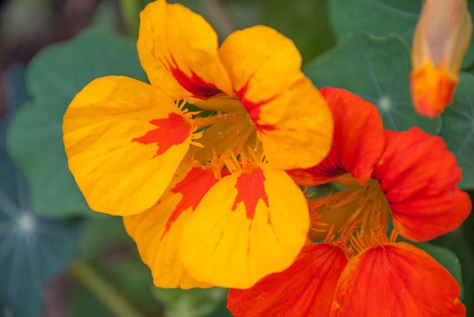 orange and yellow Nasturtiums orange and yellow Nasturtiums