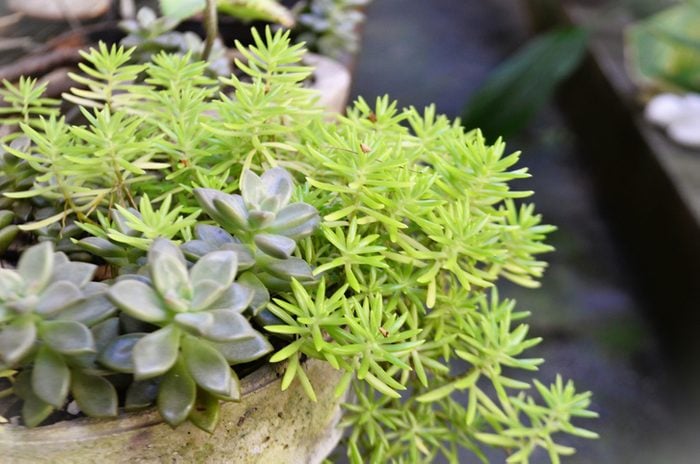 In the backyard vase with Sedum Lemon Coral foliage and succulent echeveria