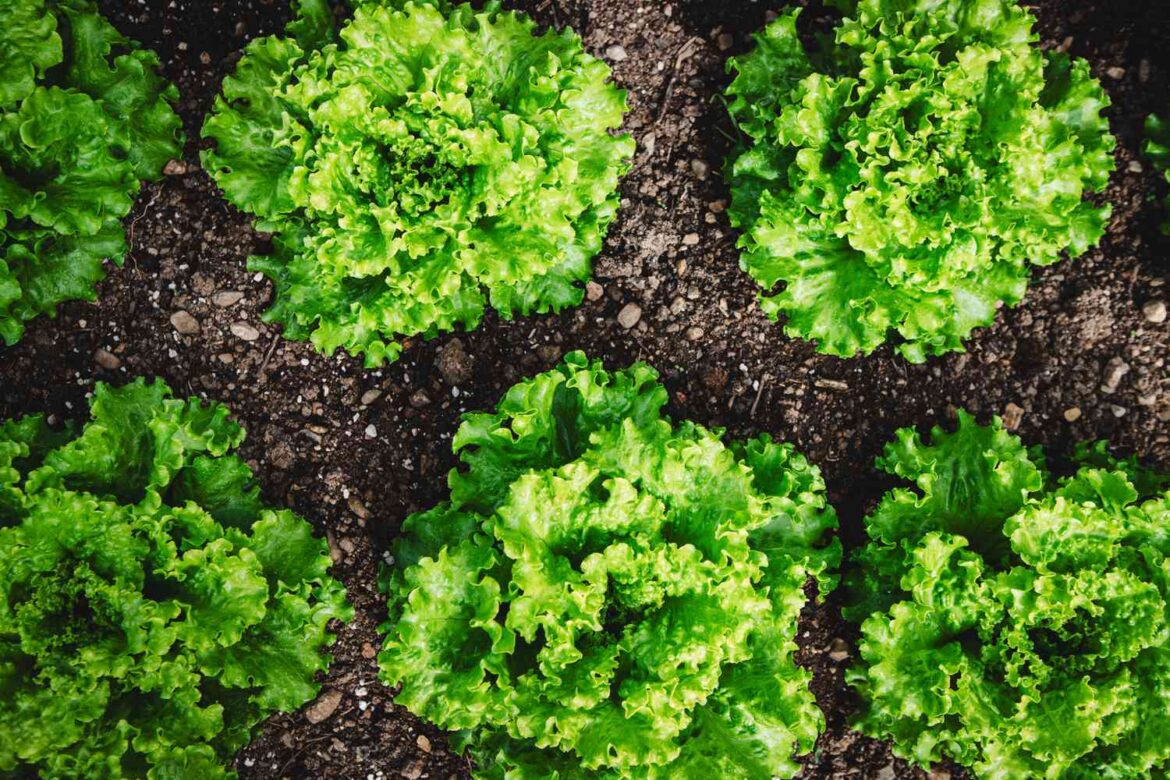 10 Vegetables to Plant in March for a Spring Harvest 10 Vegetables to Plant in March for a Spring Harvest
