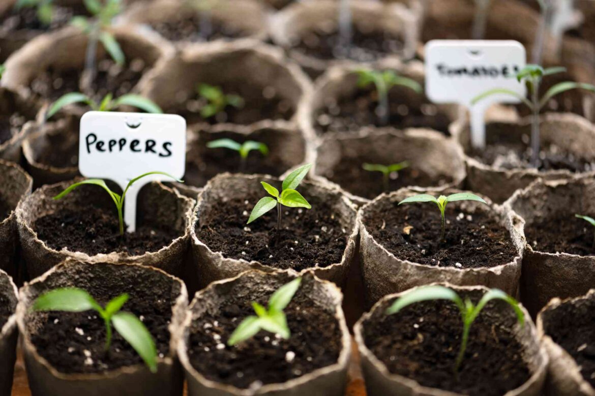 All of the Seeds You Should Start Now for May Planting All of the Seeds You Should Start Now for May Planting
