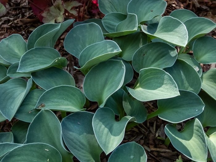 Close-up of the Hosta 