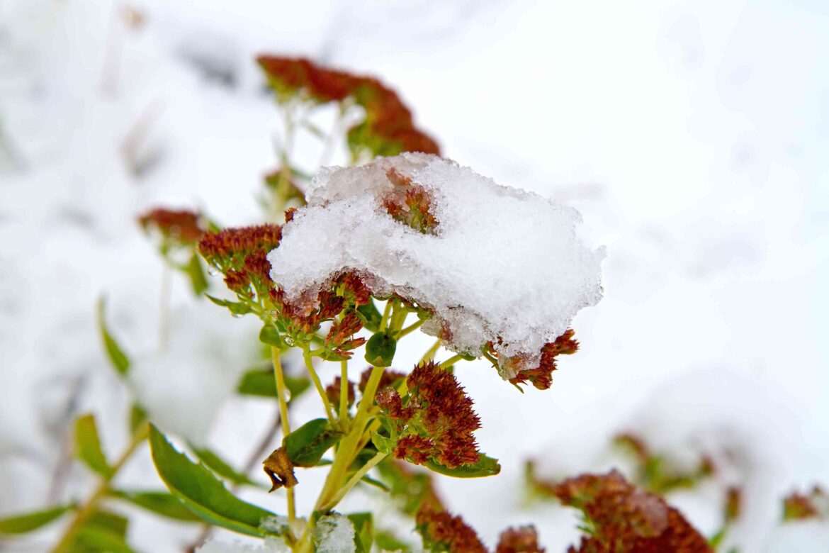 Why “Nice" Weather in March Can Set Your Garden Back Weeks