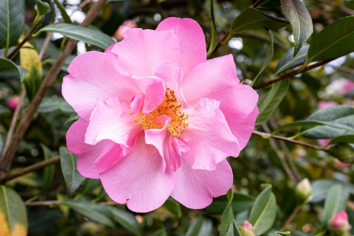Chester County Master Gardener Plant Sale Set for May 2-3 Chester County Master Gardener Plant Sale Set for May 2-3