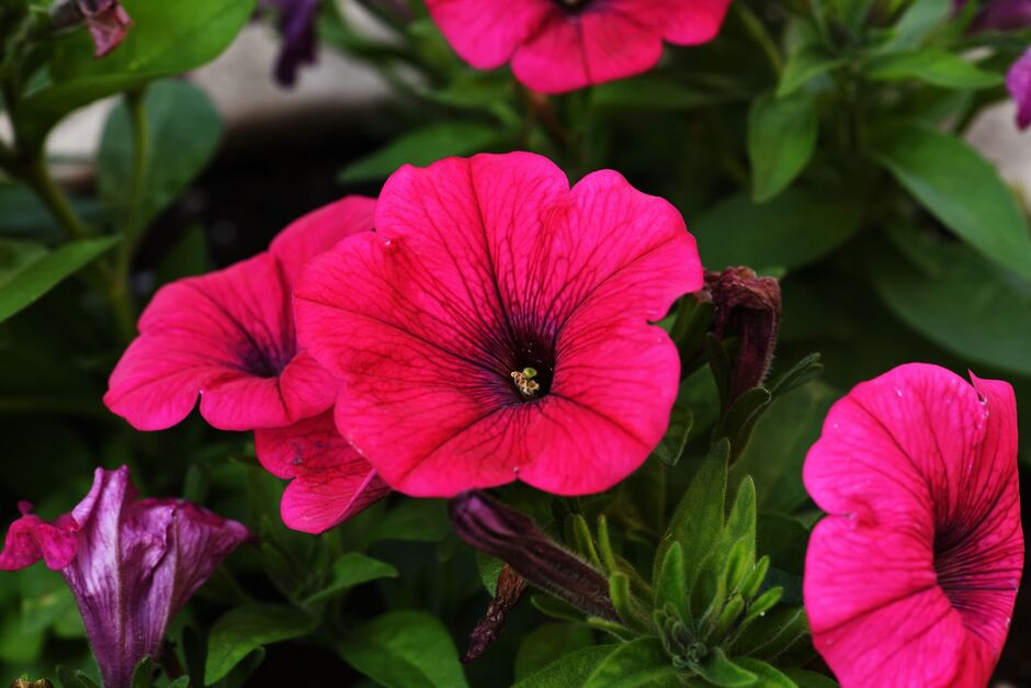 purple red petunia flowers purple red petunia flowers