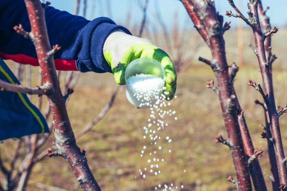 5 Perennials to Fertilize in Late Winter for Bigger, Better Blooms