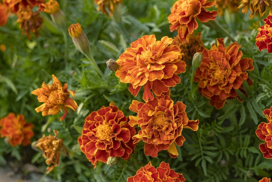 orange Marigold orange Marigold