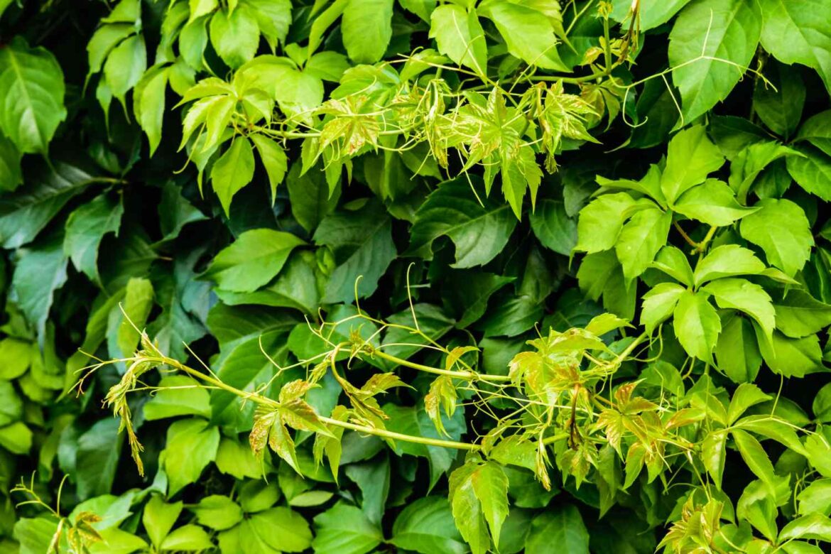 How To Remove Invasive Plants Growing Through Your Shrubs, According To An Expert