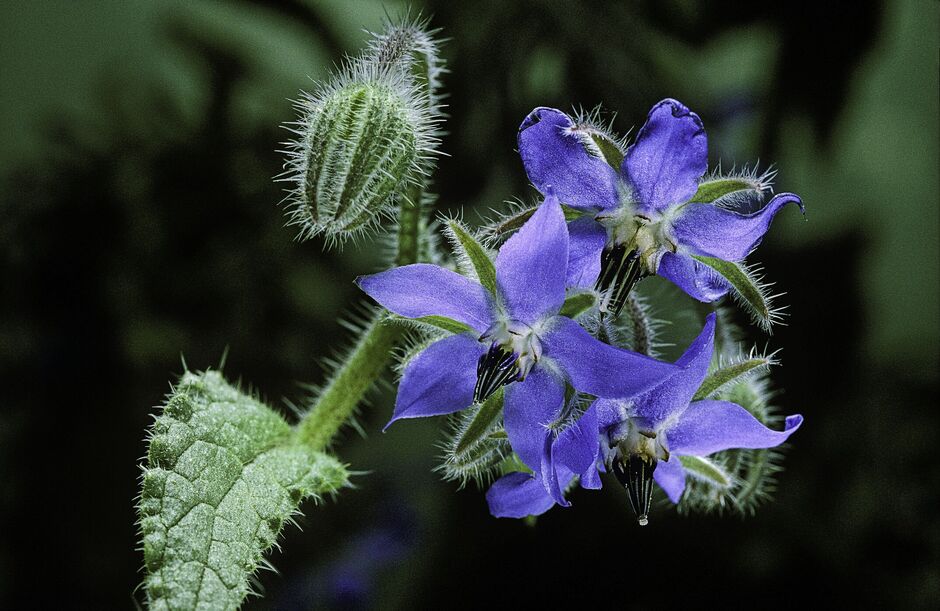 Borago officinalis Borago officinalis