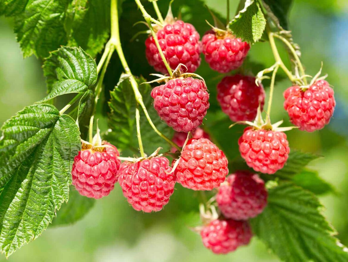 9 Fast-Growing Patio Fruits That Thrive in Pots and Containers 9 Fast-Growing Patio Fruits That Thrive in Pots and Containers