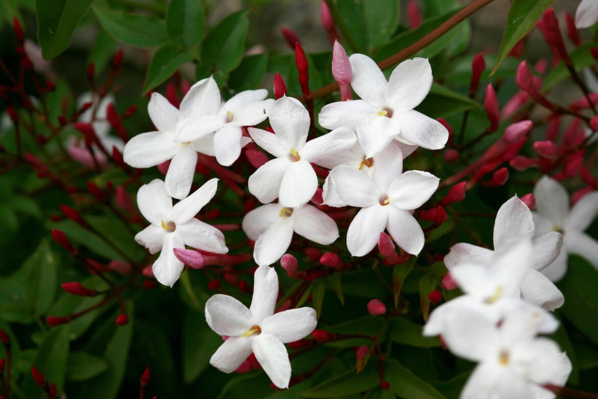 Trader Joe’s Jasmine Can Transform Your Garden in a Year—and Is Only $10