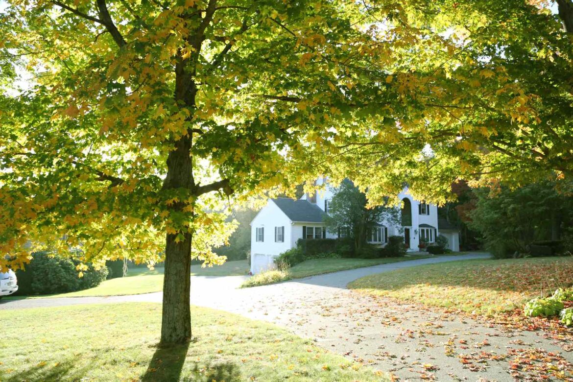 10 Trees You Should Never Plant Near a Driveway
