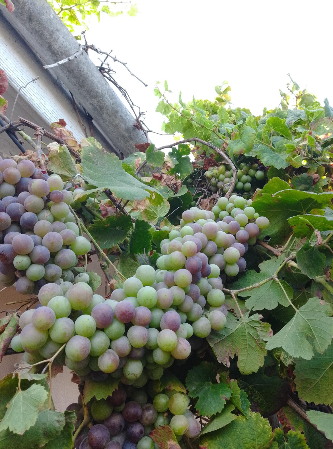 Grapes from the gutter.