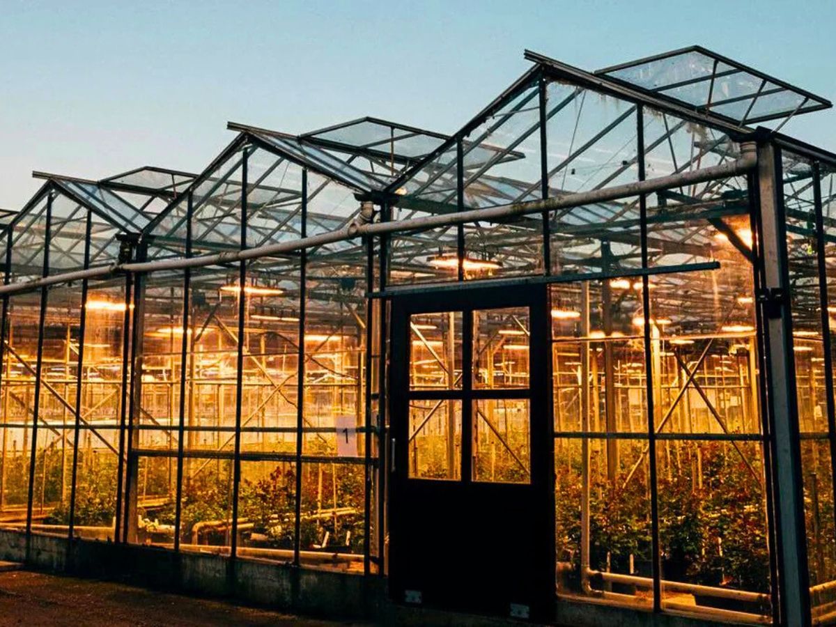 Where the Magic Happens at David Austin Roses