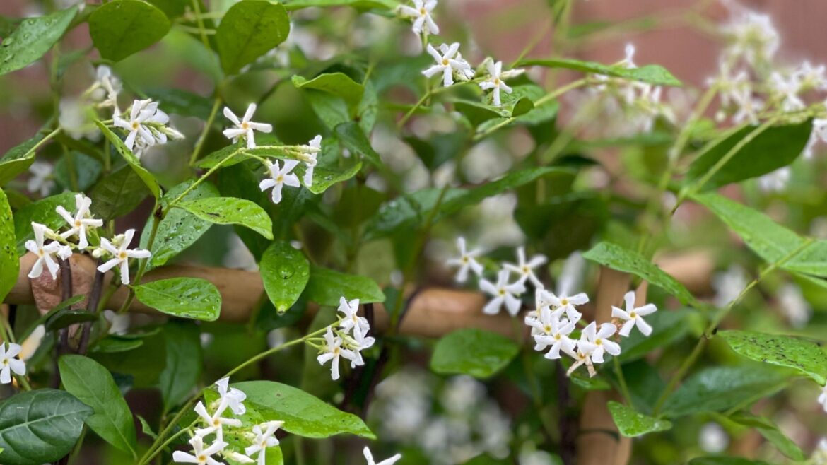 The one thing you shouldn’t do with jasmine right now The one thing you shouldn't do with jasmine right now