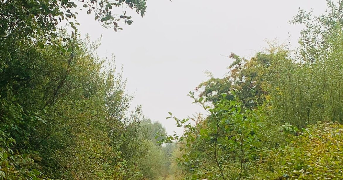 Why has the thorny issue of hedgerows surfaced in court? – The Irish Times Why has the thorny issue of hedgerows surfaced in court? – The Irish Times