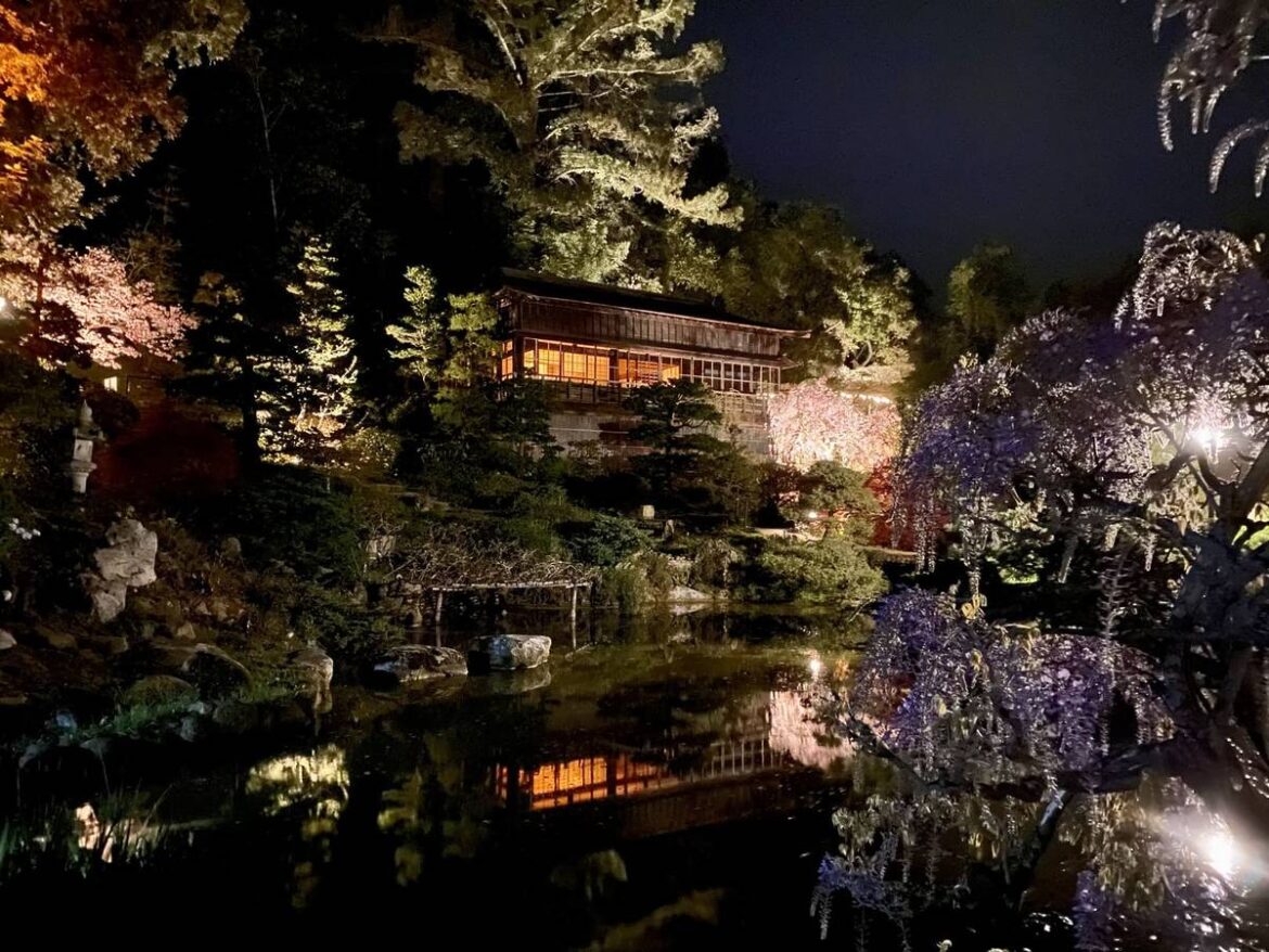 Less Than 1 Hour From SF, One Of The Oldest Japanese Gardens In The Western Hemisphere Lights Up Its 45 Cherry Trees For Magical Nighttime Viewing Less Than 1 Hour From SF, One Of The Oldest Japanese Gardens In The Western Hemisphere Lights Up Its 45 Cherry Trees For Magical Nighttime Viewing