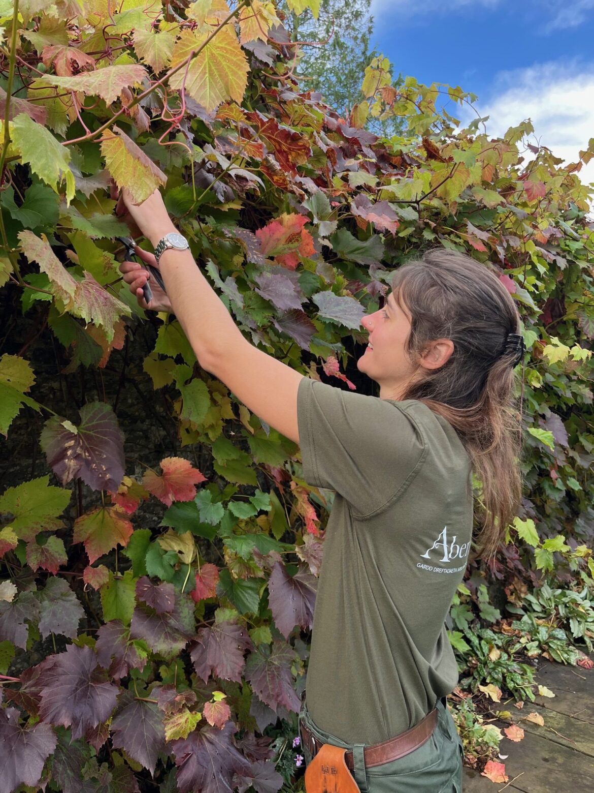 Opportunity to train with expert team at Aberglasney Gardens