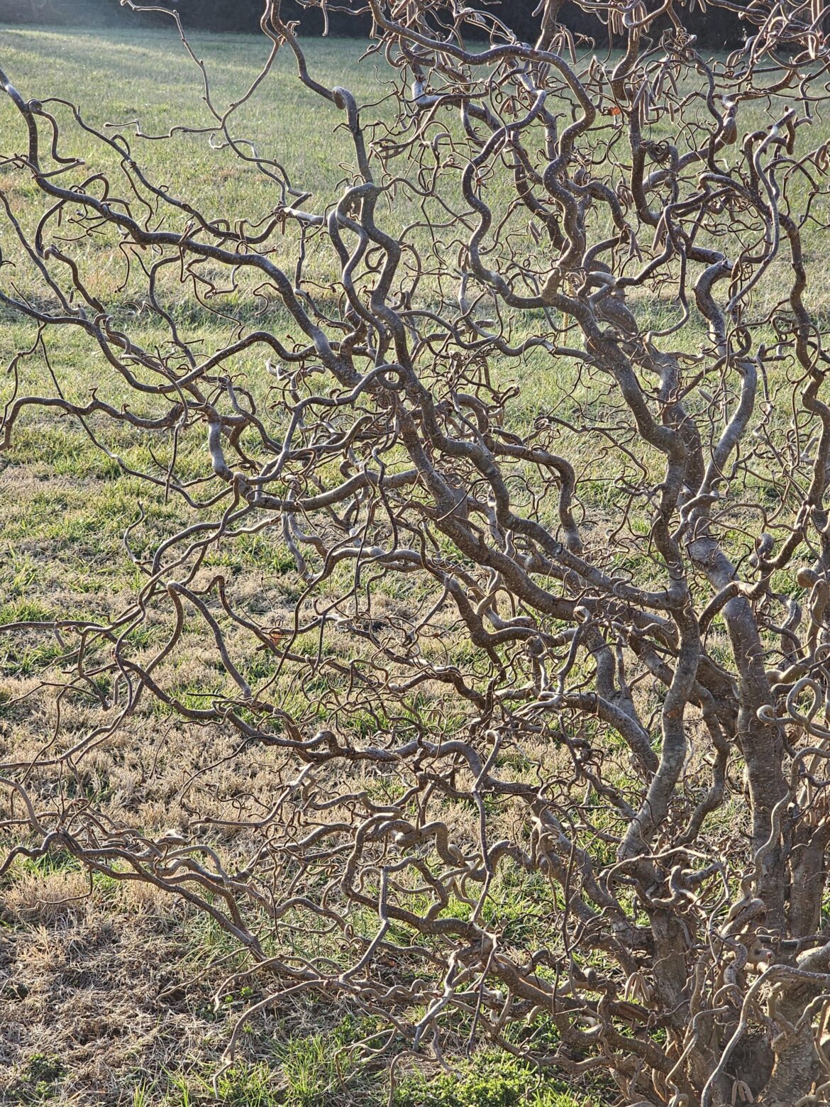 Harry Lauder walking stick, nature's winter masterpiece