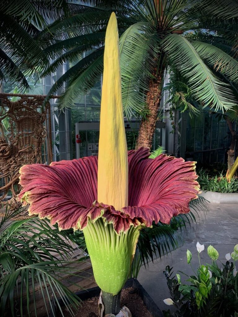 Has anybody here grown/is growing titan arums?