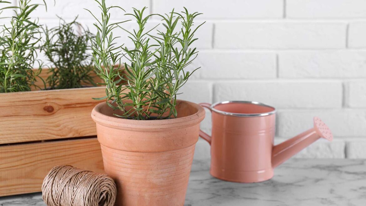 Take These Cuttings in March for Free Plants by Summer – Before the Growing Window Closes potted rosemary with pink watering can