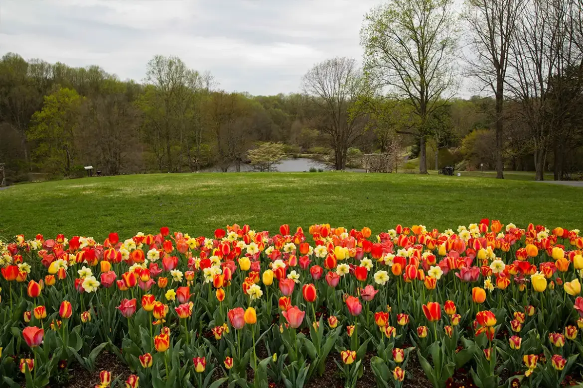 Celebrate Historic Garden Week at These NoVA Locations Celebrate Historic Garden Week at These NoVA Locations