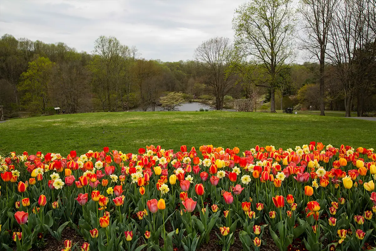 red and yellow tulips bloom in front of a green field with a pond in the background