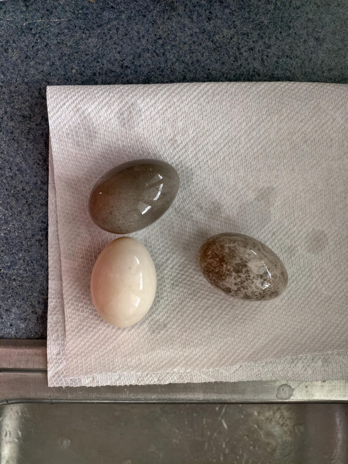 Our Cayuga ducks are finally laying!