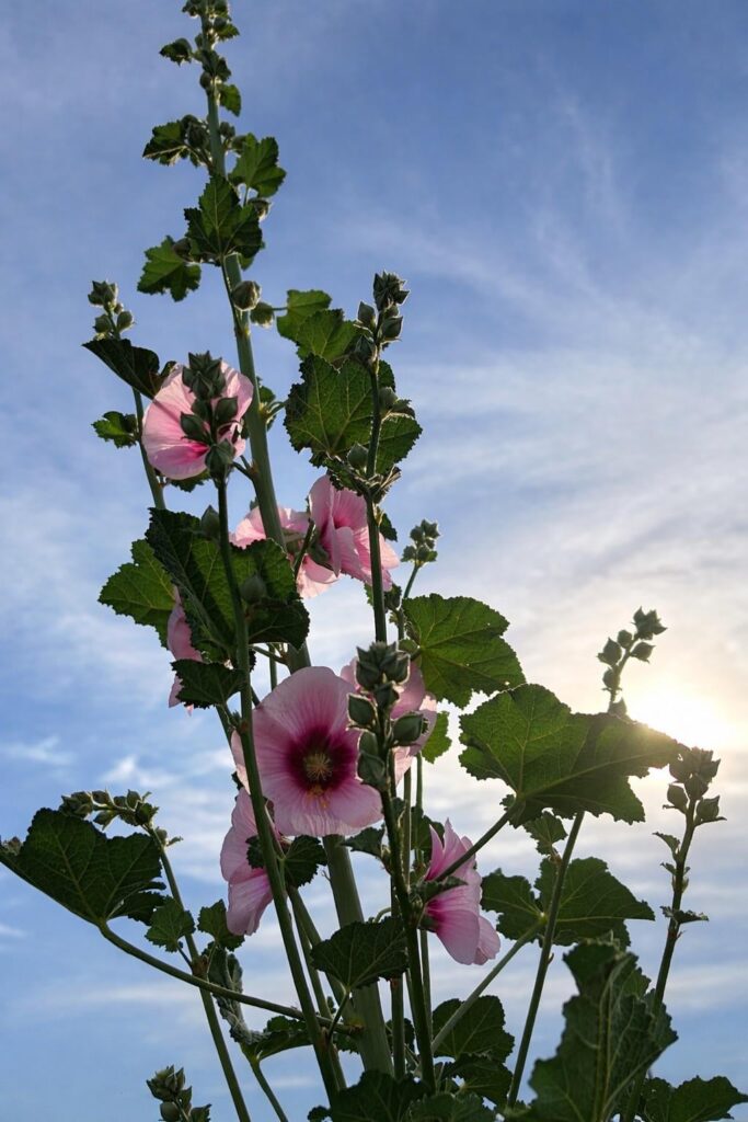 Hollyhocks