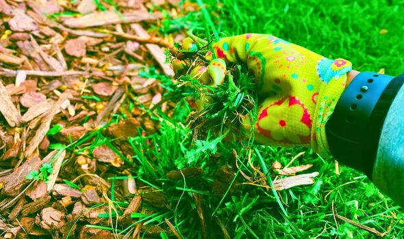 Picture of someone mulching their garden 