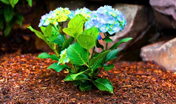 Picture of a mulched hydrangea