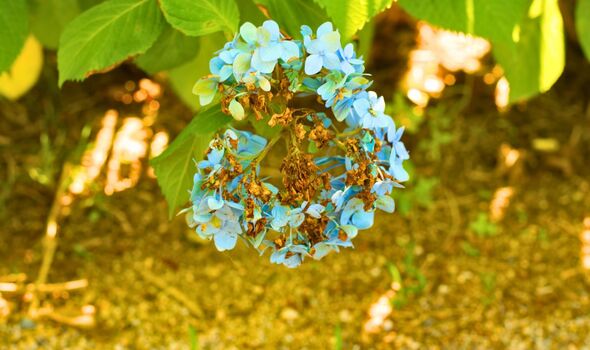 Picture of a dried out hydrangeas