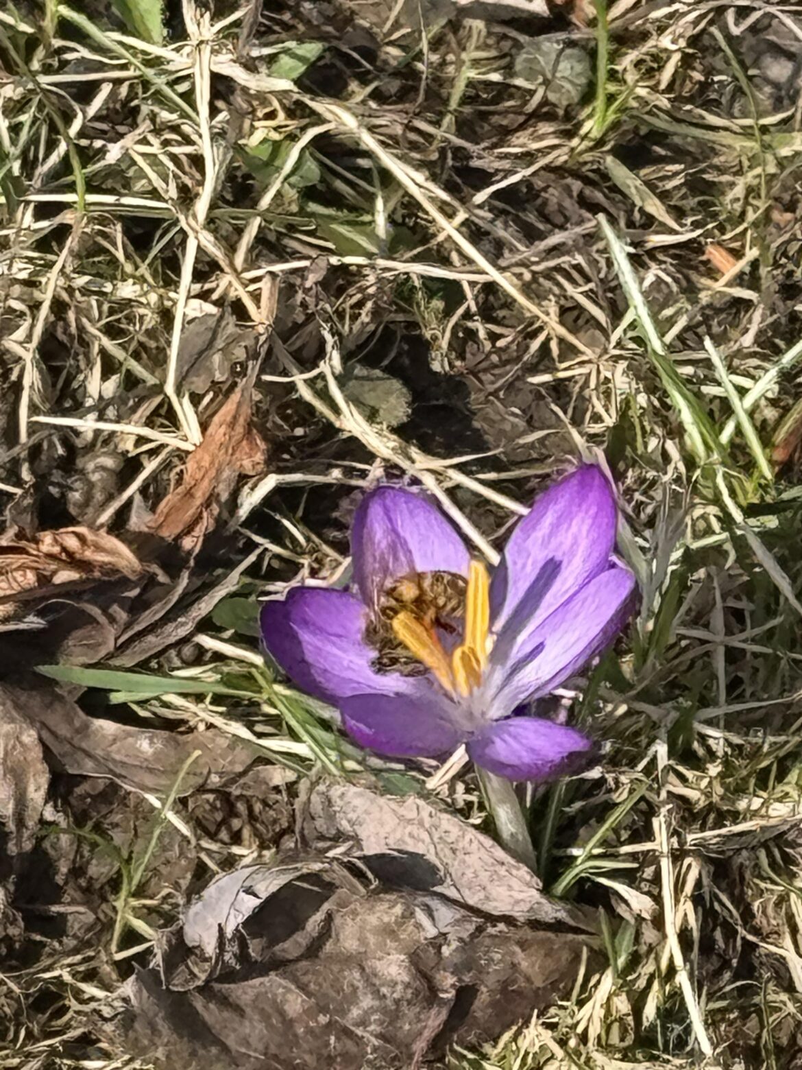 I HAVE A BEEEEEEEEE!!!!