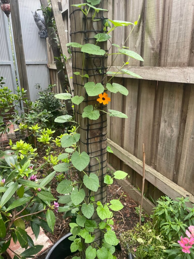 I grew this Black Eyed Susan vine from cutting