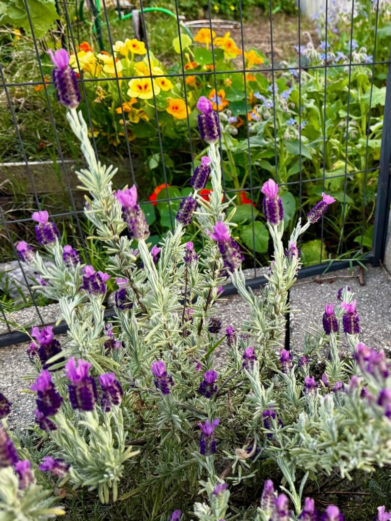 I know some ya’ll are still under snow, so …