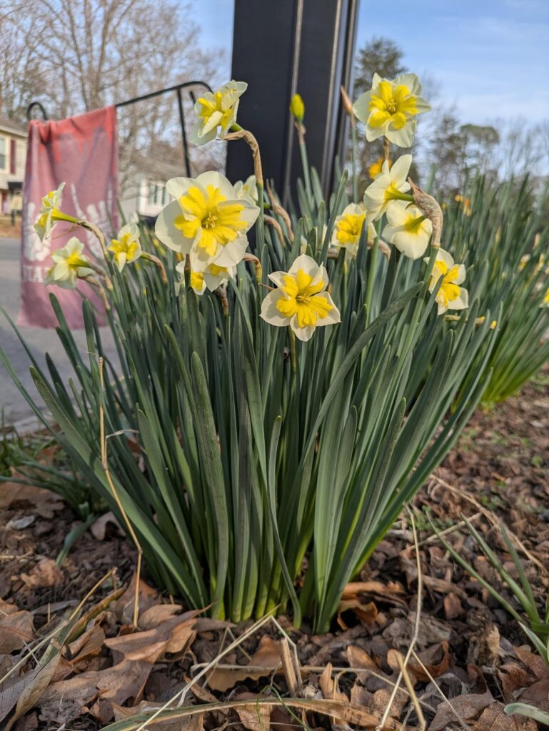 I love my happy little daffies!