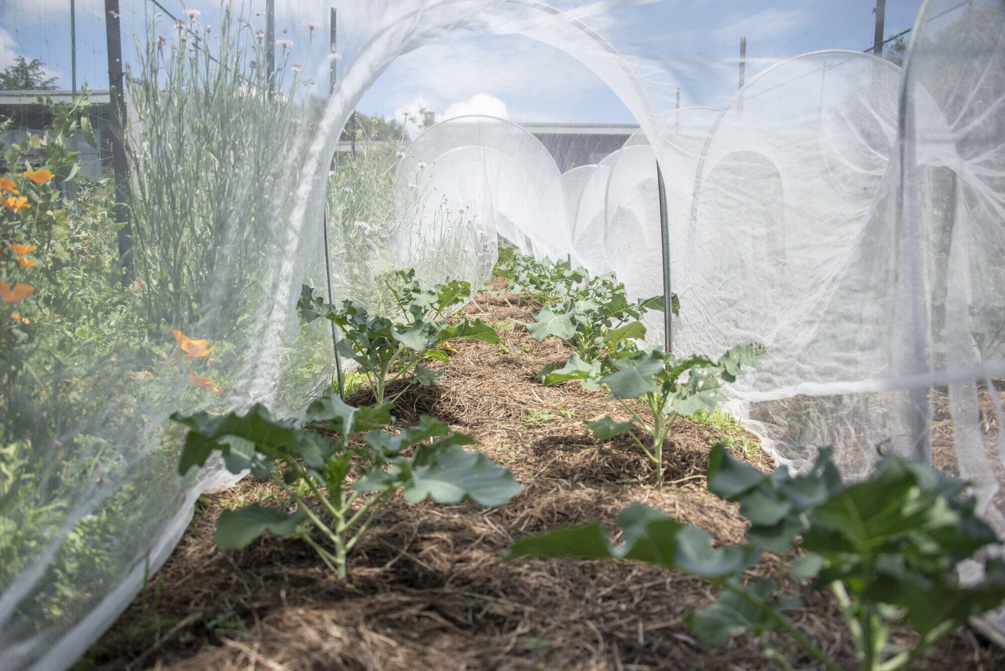Netting stops the white butterfly getting to the brassicas. Photo / Catherine Fry