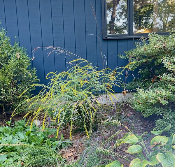 The “fireworks” goldenrodPhoto by P. Doan