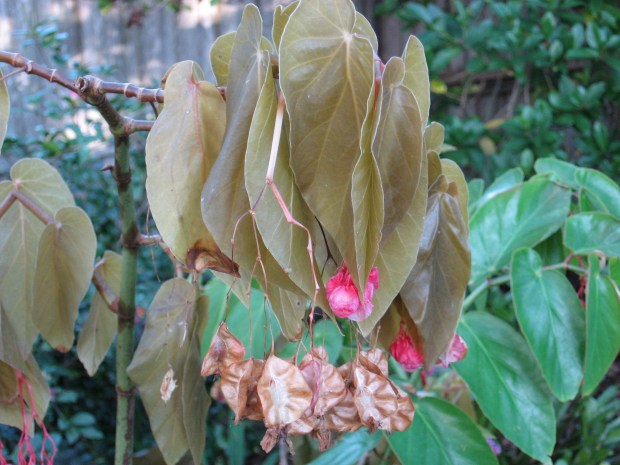 Since the freeze was many weeks ago, now is the time to decide what portions of an angel wing begonia are dead and cut the plant back to healthy green portions as needed. (Courtesy of Tom MacCubbin)