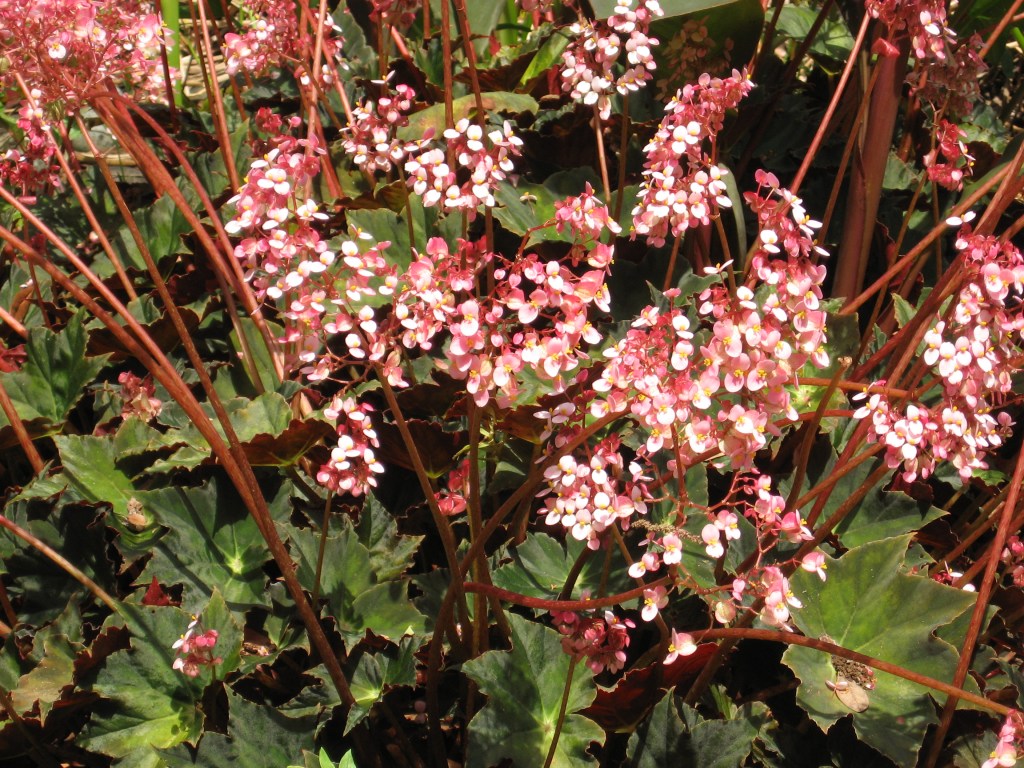 This durable begonia a star with, without flowers This durable begonia a star with, without flowers
