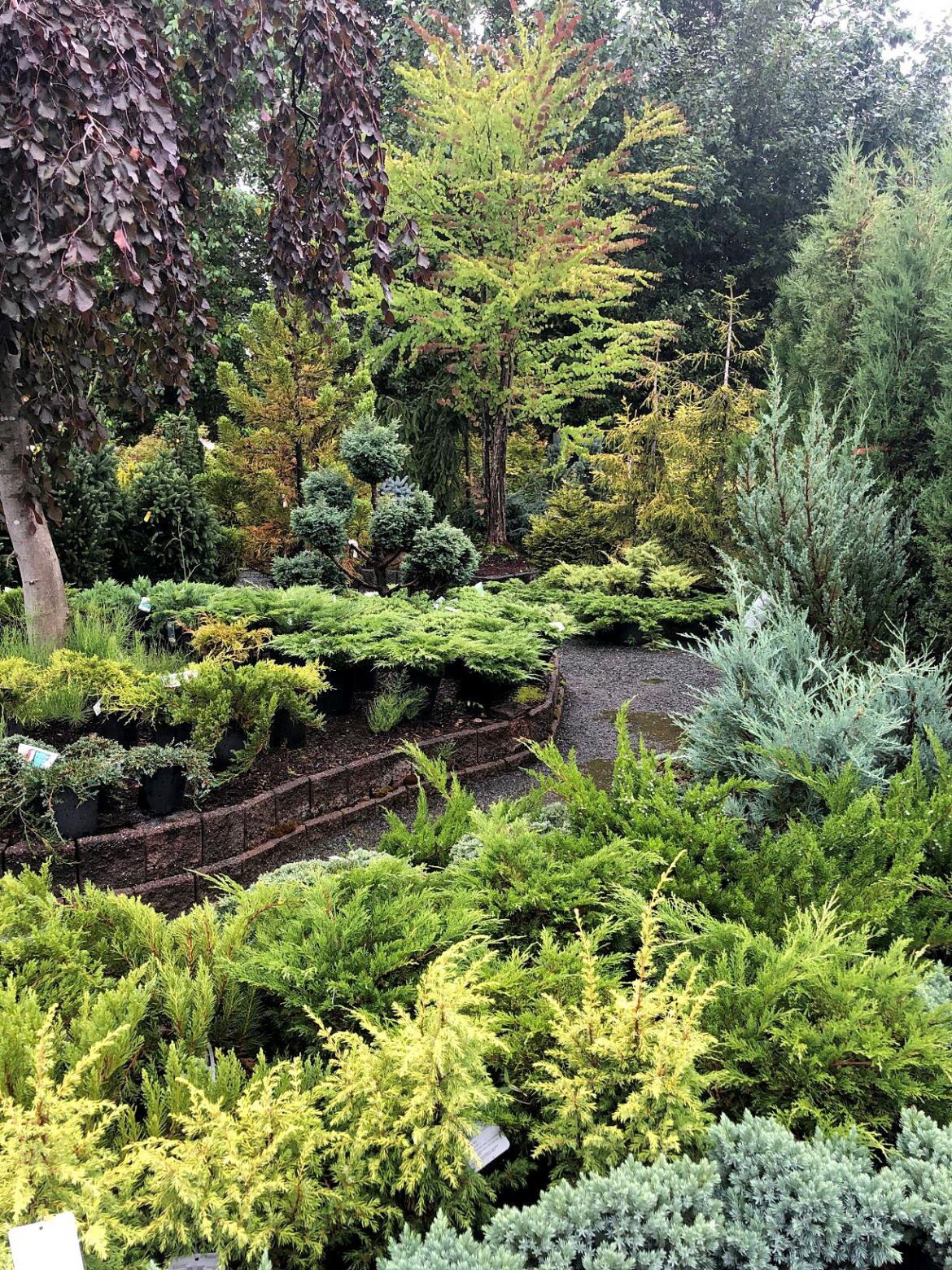 In the Garden: Planting trees and shrubs
