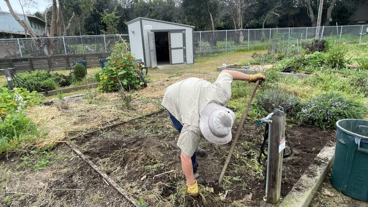 Grow your own food at Sacramento’s many community gardens Man pulling weeds in the garden.