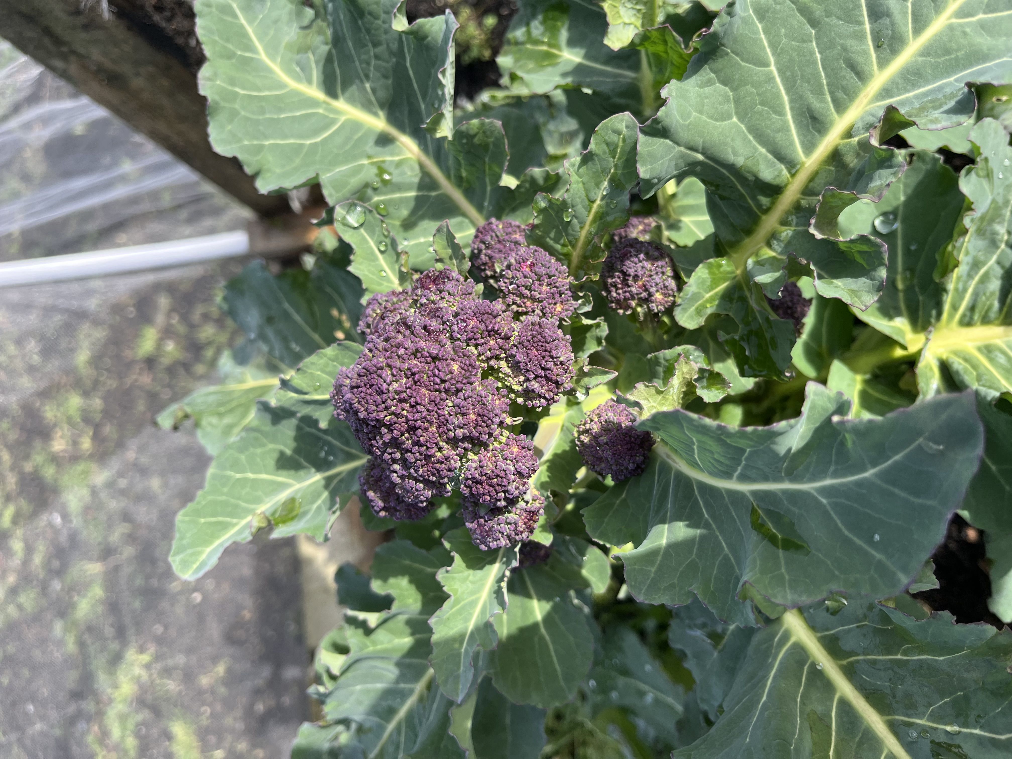 Purple sprouting broccoli 