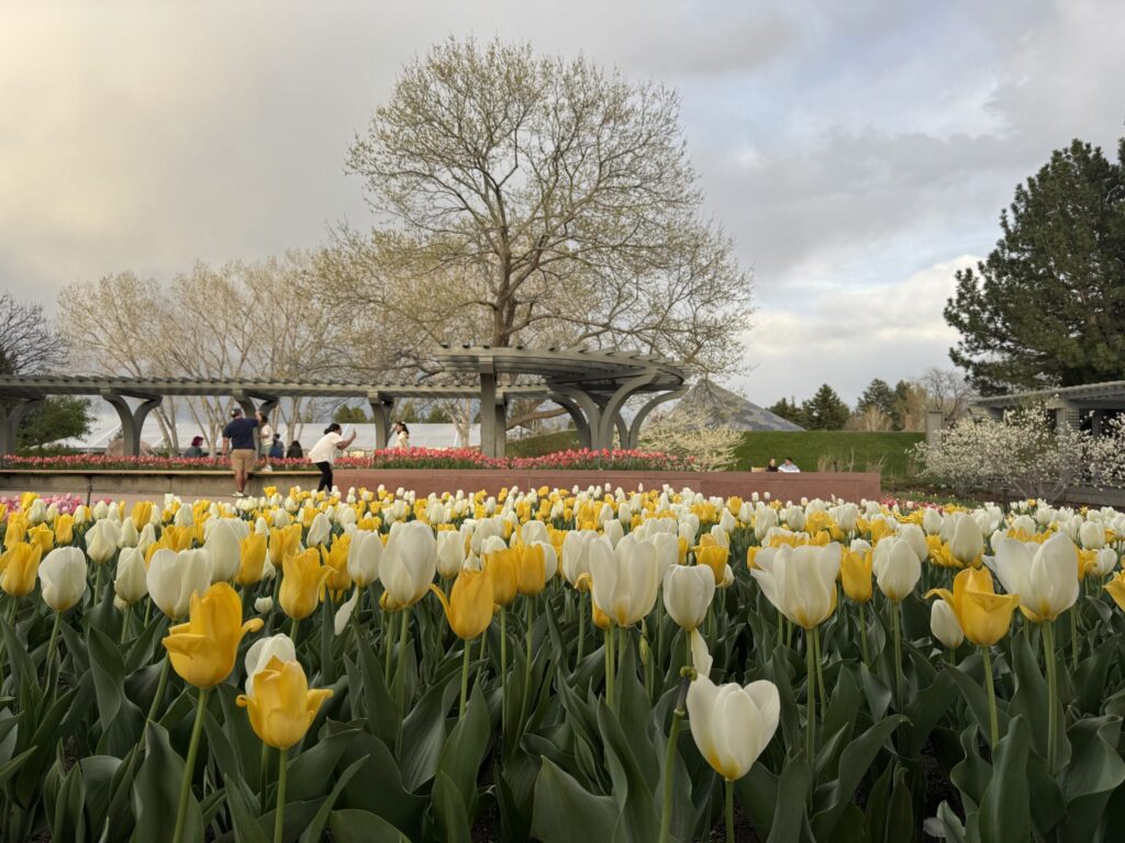 Tulip blight halts blooms Denver Botanic Gardens’ Annuals Garden Tulip blight halts blooms Denver Botanic Gardens' Annuals Garden