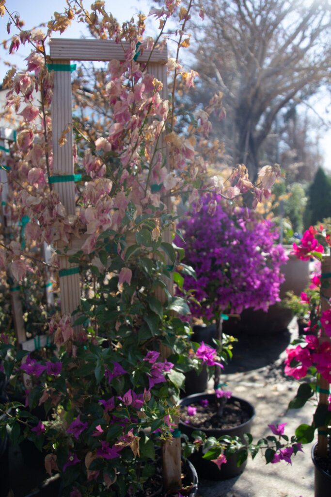 1. Apenberry's Garden