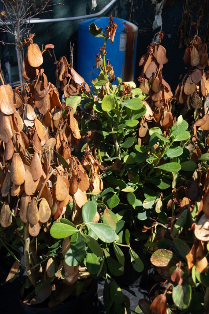 2. Apenberry's Garden