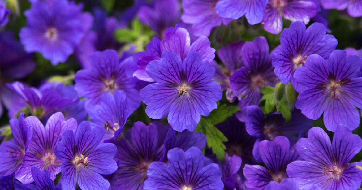 My garden is still waterlogged, should I wait before tackling spring tasks? – The Irish Times