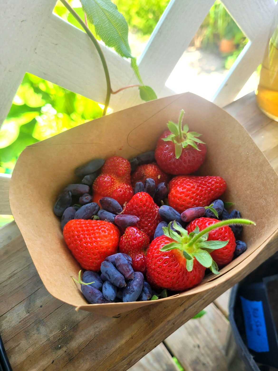 Today harvest from my tiny yard
